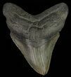Bargain, Fossil Megalodon Tooth - South Carolina #69256-1